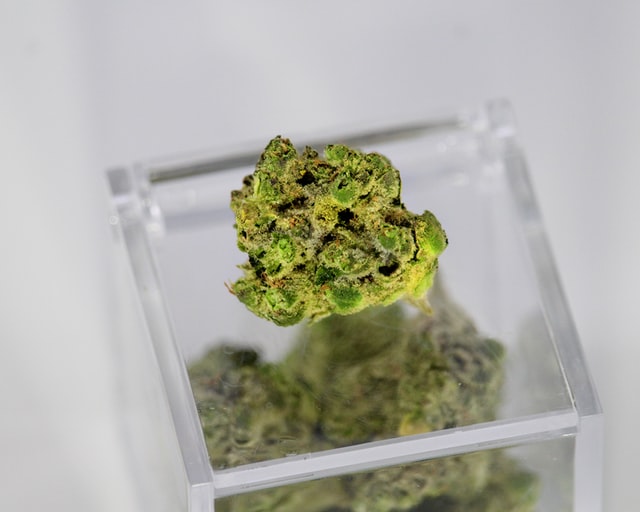 indica